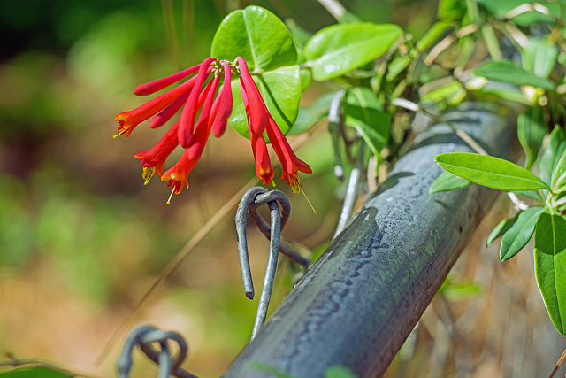 Honeysuckle