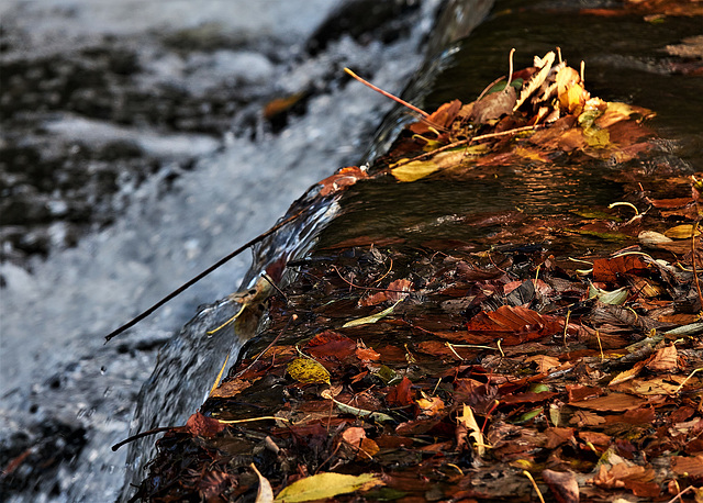 Leaves And Water