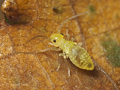 Barkfly Nymph