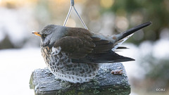 Fieldfare guarding its apples