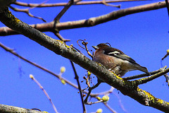 Pinson des arbres sur branche