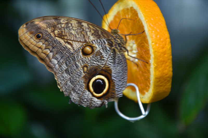 Schmetterling Morpho