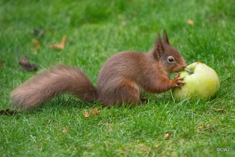 An apple a day...