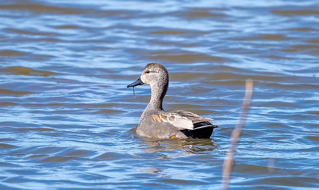 Gadwall