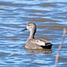 Gadwall