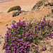 Heather Among The Sand Dunes-2