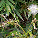 DSCN1632 - mata-pasto Erechtites valerianifolius, Asteraceae