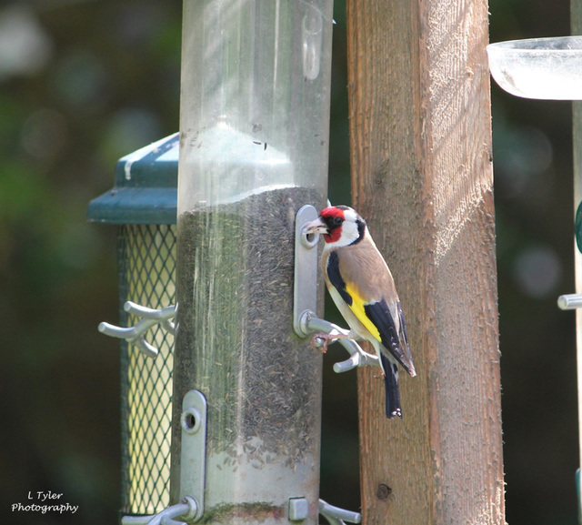 Goldfinch