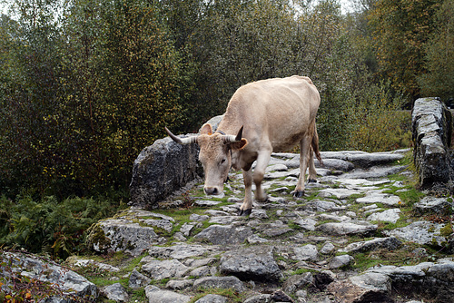 Serra da Peneda, Lamas de Mouro, Vaca