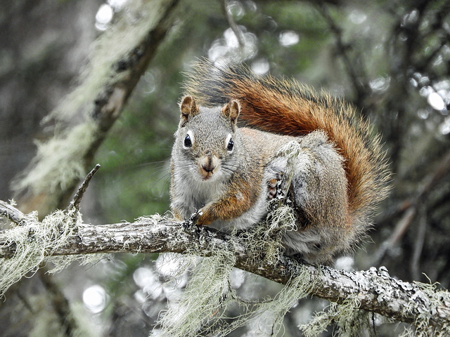 Day 6, Red Squirrel, Tadoussac