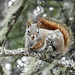 Day 6, Red Squirrel, Tadoussac