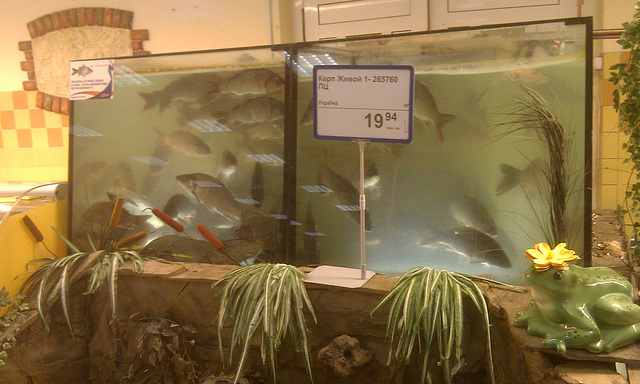 Supermarket fish counter