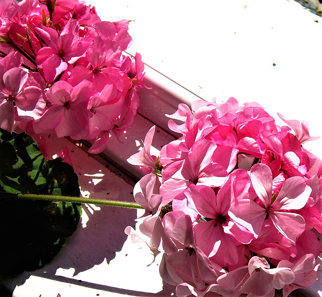 The beautiful deep pink geraniums