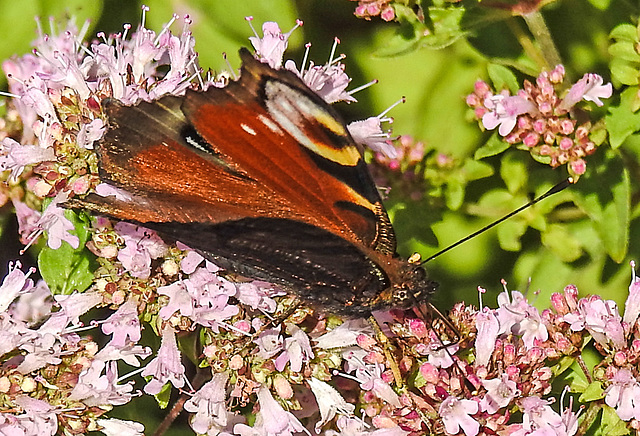 20210717 1772CPw [D~LIP] Dost (Oreganum vulgare), Tagpfauenauge (Inachis io), Bad Salzuflen