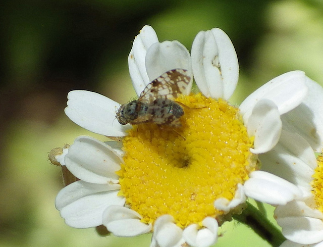 Austrotephritis poenia