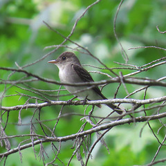 Eastern pewee