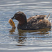 Little grebe with a fish