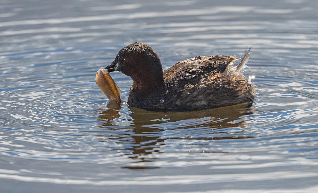 Little grebe with a fish