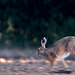 Hare