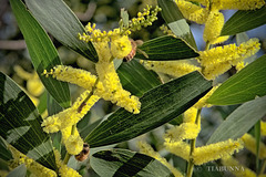 Wattle World Photography Day bring? Wattle World Photography Day bring?