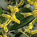 Wattle World Photography Day bring?
