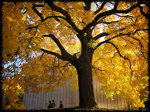 Autumn leaves