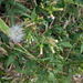 DSCN1633 - mata-pasto Erechtites valerianifolius, Asteraceae