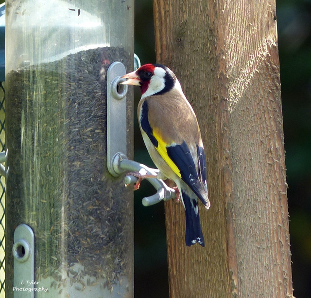 Goldfinch