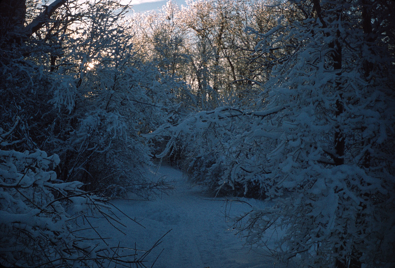 A Winter Walk in the Woods