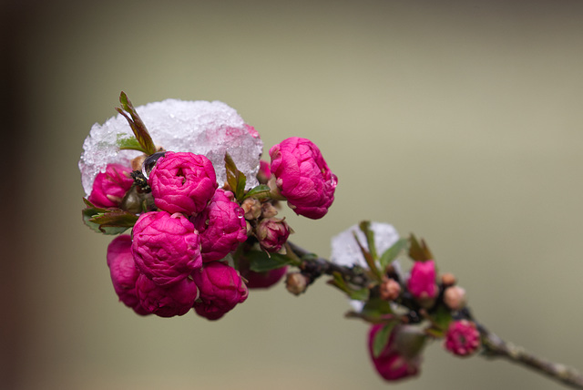 Mandelbäumchen Blüte mit Schneehäubchen