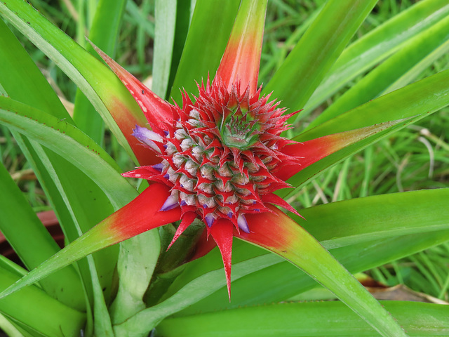 Pineapple in bloom