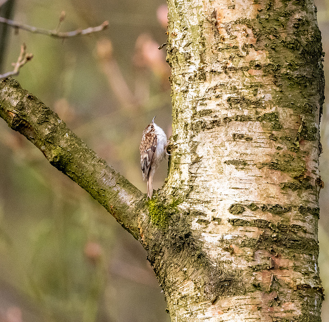 Tree creeper