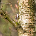 Tree creeper