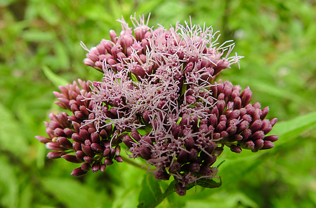 20230723 3059CPw [D~LIP] Wasserdost (Eupatorium cannabinum), UWZ, BS