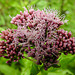 20230723 3059CPw [D~LIP] Wasserdost (Eupatorium cannabinum), UWZ, BS