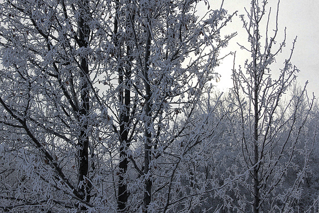 Frosty Morning