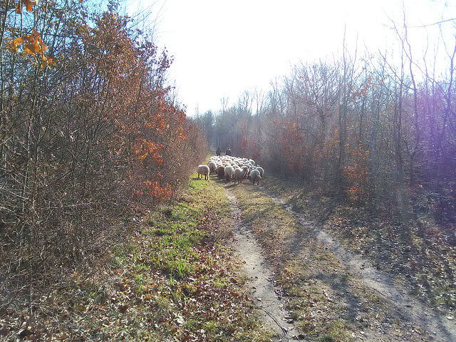 Transhumance du 16 mars 2016