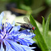 Cornflower and Fly