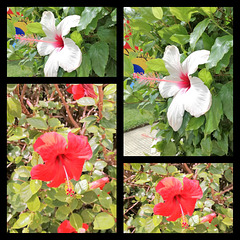 A bit of beauty in this rainy and cold day