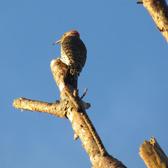 Northern flicker in dead pine tree