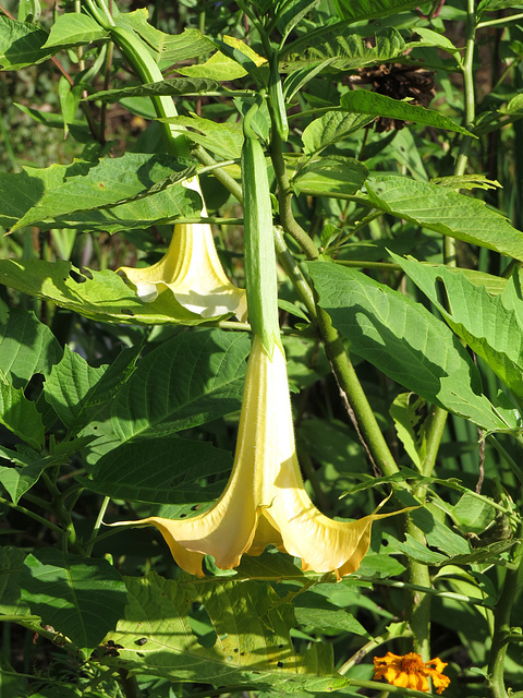 Brugmansia aurea flower