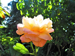 The main top rose