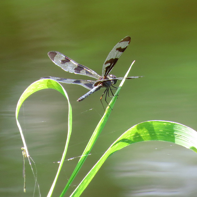 Twelve-spotted skimmer (M)