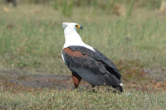 Botswana, The African Fish Eagle in the Chobe National Park