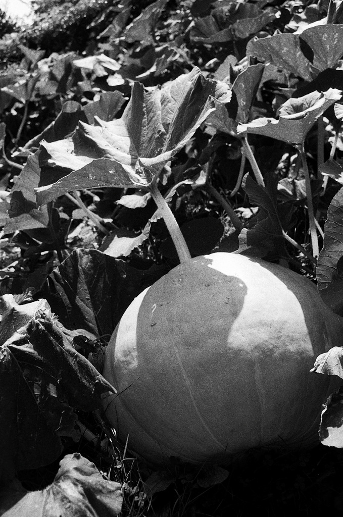 Pumpkin at Wightwick Manor 1