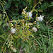 DSCN1634 - mata-pasto Erechtites valerianifolius, Asteraceae