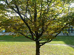 Campus Tree #2