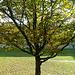 Campus Tree #2