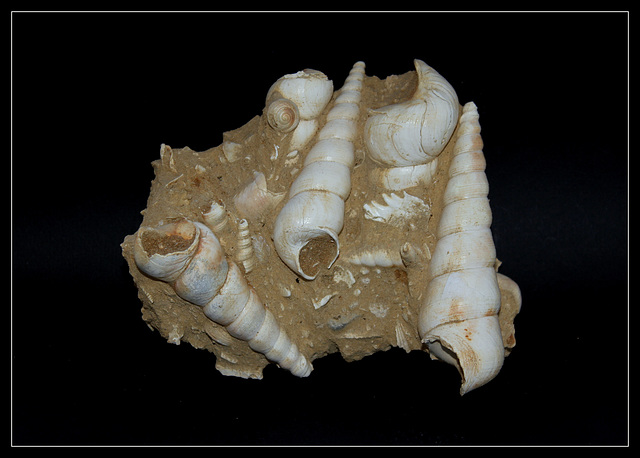 Turritelles , Turritella terebra- fossile