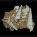 Turritelles , Turritella terebra- fossile